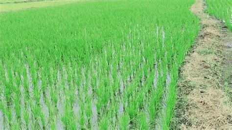Berikut ini adalah beberapa ragam 40+ gambar tanaman padi dan keterangannya populer yaitu sebagai berikut source: Begilah Cara Petani Menanam Padi - YouTube