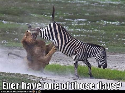 How Come It Occurs To Me That Im Always The Lion And Never The Zebra