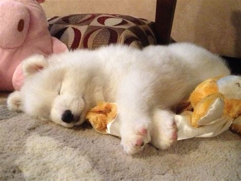 Does Your Samoyed Sleep In Bed With You? We Show You The Pros And Cons ...