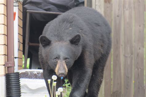 Video Bear Runs Around Barrie Before Being Trapped In Backyard