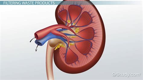 Kidney Lesson For Kids Function And Facts Lesson