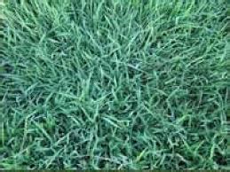 Grass is a timeless landscaping element. 6 Popular Australian Lawns & Grasses - Jim's Mowing NZ