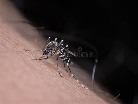 Asian Tiger Mosquito Bites A Hairy Human Skin Stock Image Image Of