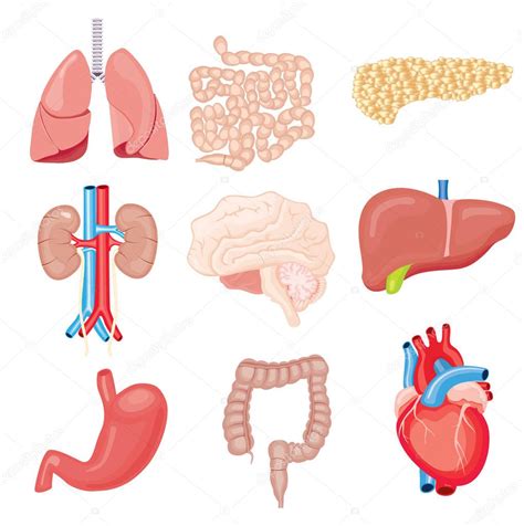 Human Internal Organs Isolated On White Vector Illustration — Stock