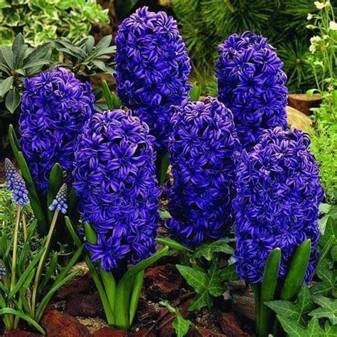 Hyacinths Spring Flowering Bulbs Flowers Perennials Summer Bulbs