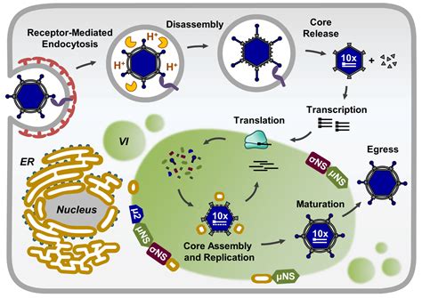 Viruses Free Full Text Function Architecture And Biogenesis Of