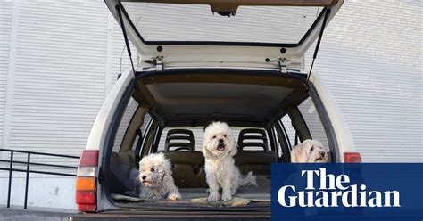 Dogs In Cars In Pictures Life And Style The Guardian