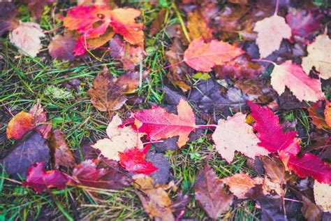 Bright Autumn Leaves On The Ground Stock Image Image Of Lawn