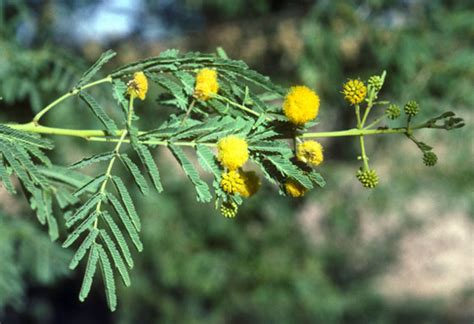 Babool Acacia Nilotica