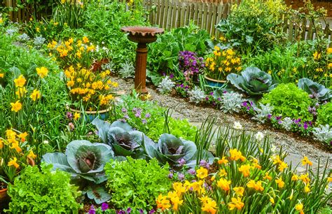Ask A Master Gardener Explore Edible Landscaping Its Fun And Productive