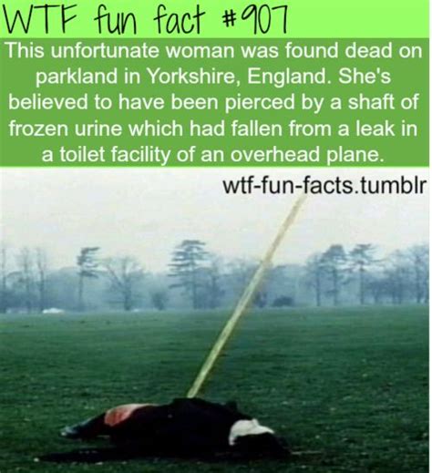 more of wtf fun facts are coming here funny and weird facts only pinpoint