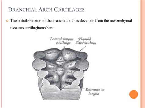 Growth And Development Of Cranium And Face