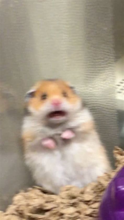 Viral Why That Screaming Hamster Isnt Funny Peta
