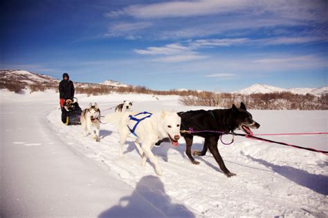 Dog Sledding Minutes From Downtown Park City All Seasons Adventures