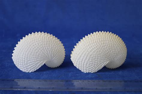 Lot 2 Paper Nautilus Shells