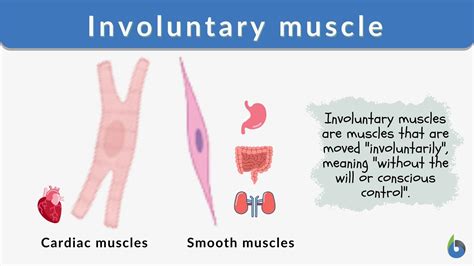Involuntary Muscle Definition And Examples Biology Online Dictionary