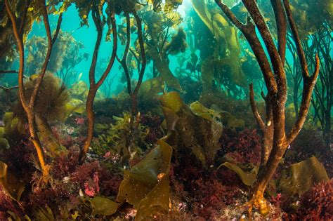 The Kelps Are Alright Studies Reveal Resilience In Kelp Forests