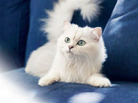 White Cat Hd Wallpapers Top Free White Cat Hd Backgrounds