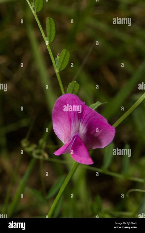 Common Vetch Vicia Sativa Is An Introduced Weed In Australia But It