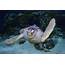 Gingersnap The Loggerhead Sea Turtle Is Heading Back Into Wild