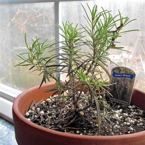 Tips For Keeping Rosemary Alive Through Winter The Morning Call