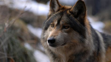 Timber Wolf Wallpaper 66 Images