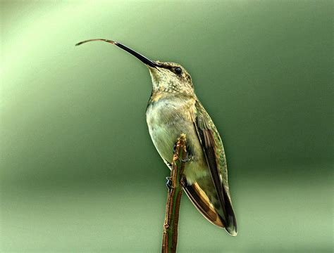 Hummingbird Photograph By Sandy Keeton Fine Art America