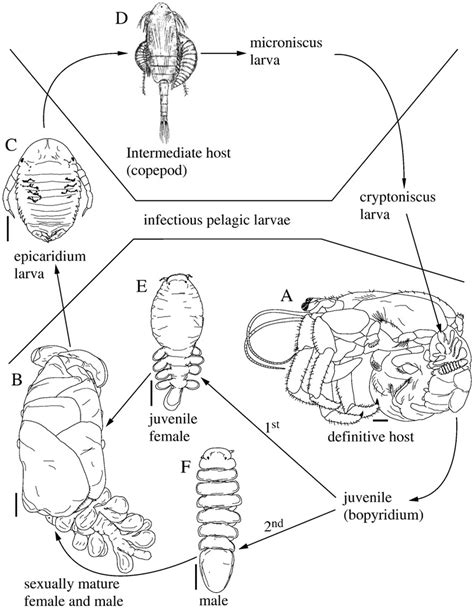 Life Cycle Of The Athelgine Bopyrid Isopod Athelges Takanoshimensis A