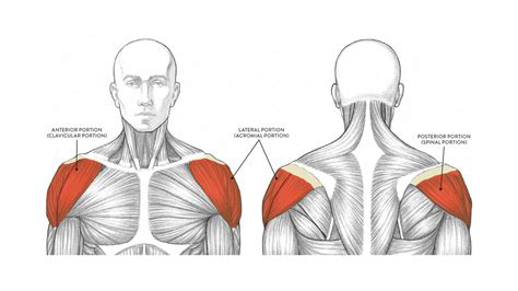 Deltoid Muscle Anterior And Middle Heads Featured Muscular System My