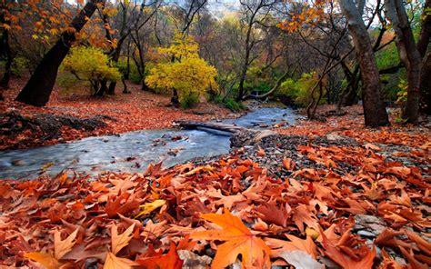 Download Wallpapers Mountain River Forest Red Fallen Leaves Autumn