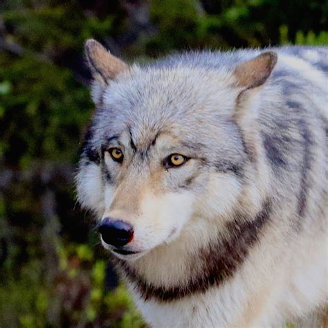 The Wolf Smithsonian Photo Contest Smithsonian Magazine