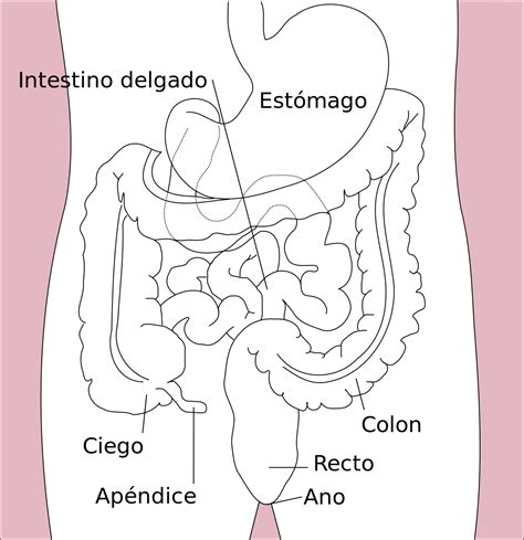 Gastroenterología Wikipedia La Enciclopedia Libre