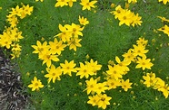 Coreopsis verticillata ‘Golden Gain’ | Mt. Cuba Center