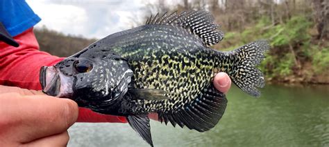 Crappie The Complete Fishing Guide Premier Angler