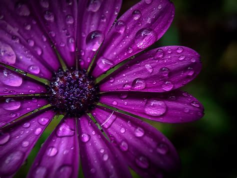 Floral Friday Rain On Flowers Leanne Cole