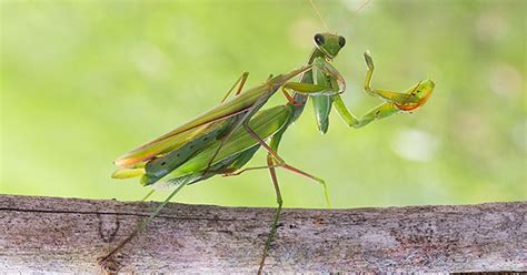 Praying Mantises Their Unusual Mating Habits Adopt And Shop