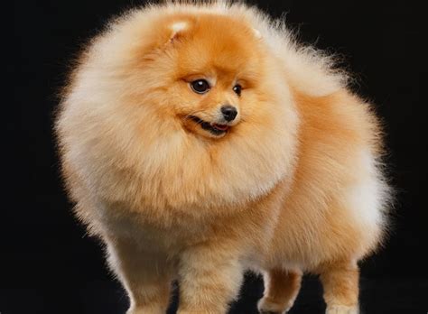 45 Pomeranian Haircuts Grooming Ideas For Dog Lovers 2023 Styles