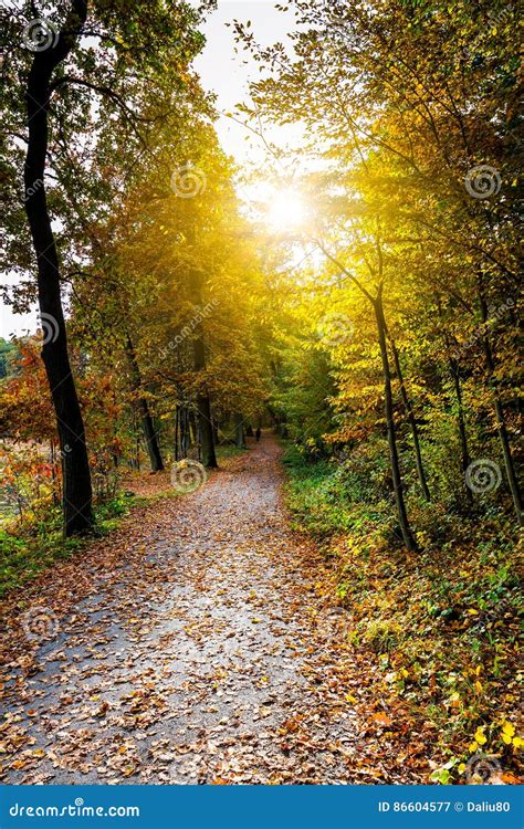 Pathway Through The Autumn Forest With Sunbeams Stock Image Image Of