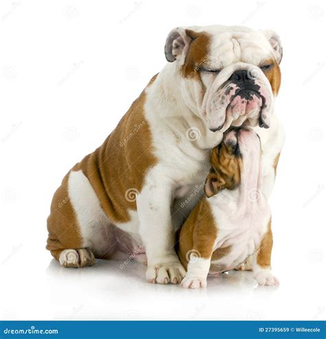Father And Son Dogs Stock Image Image Of Animal Laying 27395659