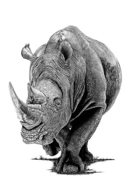 Rhino 2019 Pencil Drawing By Paul Stowe Artfinder