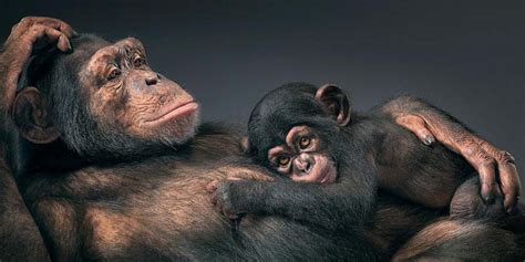 Animal Photography Of Tim Flach Part 1