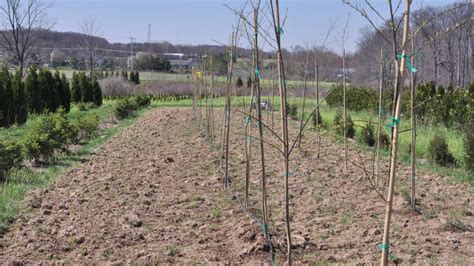 How We Grow Weeping Willows From A Cutting At Highland Hill Farm Youtube