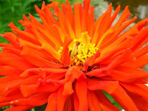 Large Orange Flower Free Photo Download Freeimages