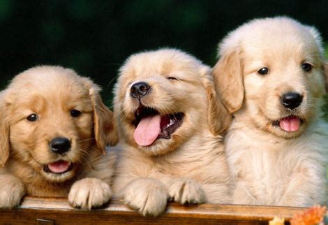 nombres-para-perros