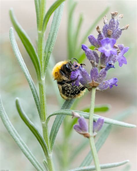 Bumblebee Photos Pictures Stock Photos Pictures And Royalty Free Images