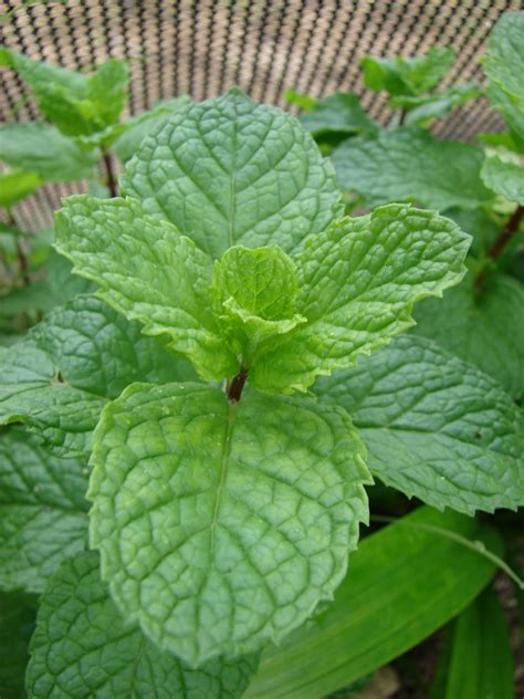 Temperate Climate Permaculture Permaculture Plants Mint