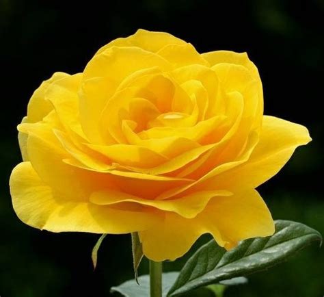 Wow 29 Bunga Mawar Warna Kuning Gambar Bunga Indah