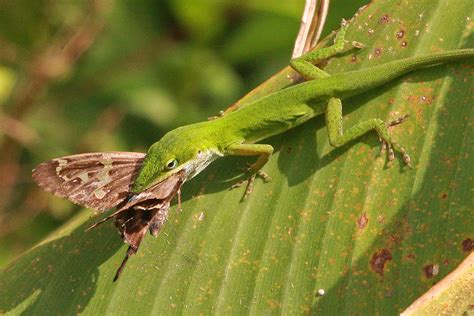 Green Anole Reptiles Of Alabama · Inaturalist