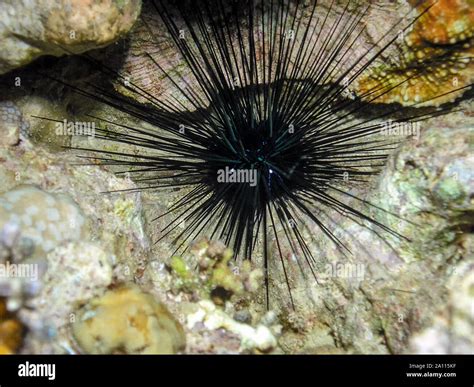 Long Spined Sea Urchin Diadema Antillarum Stock Photo Alamy