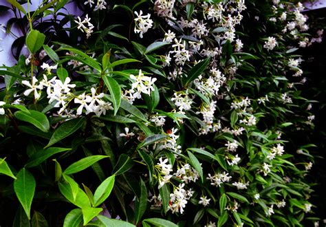 Chinese Star Jasmine Trachelospermum Jasminoides Hedge